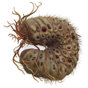 Larva